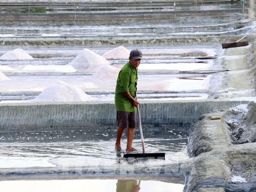 Diêm dân ở Khánh Hải (phường Ninh Chử) thu hoạch muối. Ảnh: Công Thử - TTXVN 