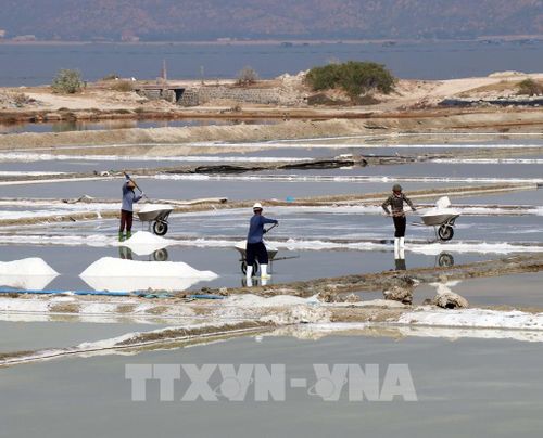 Diêm dân ở Thương Diêm (xã Cà Ná) thu hoạch muối. Ảnh: Công Thử - TTXVN 
