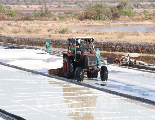 Thu hoạch muối tại cánh đồng muối công nghiệp ở xã Thuận Nam. Ảnh: Công Thử - TTXVN 