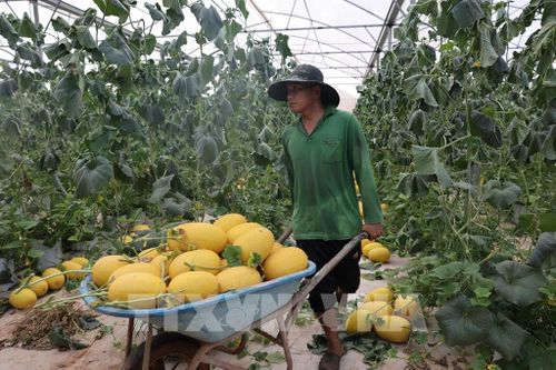 Hợp tác xã dưa lưới Long Tân hiện được trồng trong nhà màng tự động đã giúp sản phẩm nâng cao được chất lượng, sản phẩm được nhiều khách hàng ưa chuộng. Ảnh: Hoàng Nhị - TTXVN