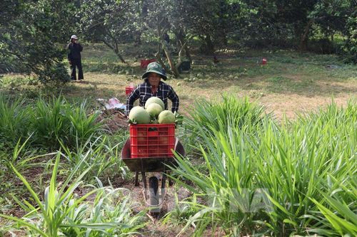 Thu hoạch bưởi tại Hợp tác xã Bưởi da xanh Hắc Dịch, phường Tân Thành. Ảnh: Hoàng Nhị - TTXVN