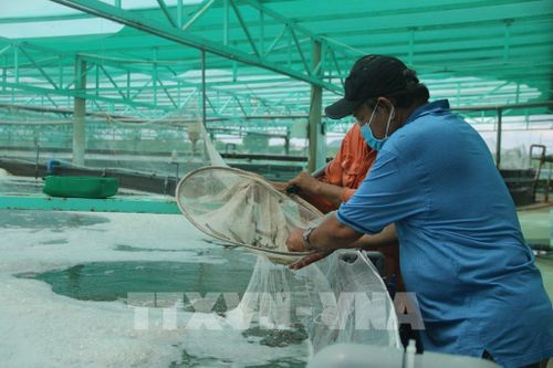Kiểm tra tôm nuôi ứng dụng công nghệ cao tại Hợp tác xã Nông nghiệp và Dịch vụ Quyết Thắng, phường Long Hương. Ảnh: Hoàng Nhị - TTXVN