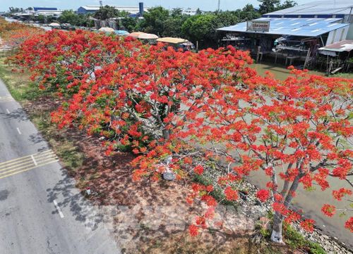 Đường hoa phượng đỏ rực rỡ bên bờ kênh xáng Lấp Vò (Đồng Tháp). Ảnh: Nhựt An - TTXVN