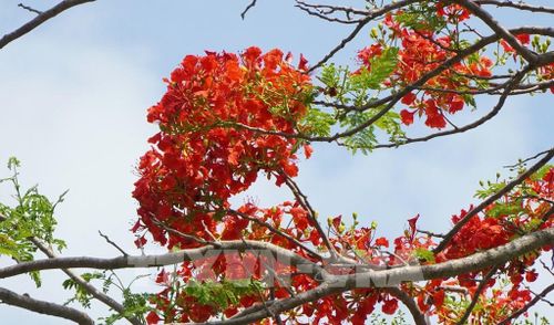 Hoa phượng nở đỏ rực rỡ. Ảnh: Nhựt An - TTXVN
