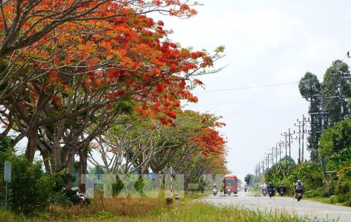 Con đường hoa phượng ở xã Lấp Vò, tỉnh Đồng Tháp. Ảnh: Nhựt An - TTXVN
