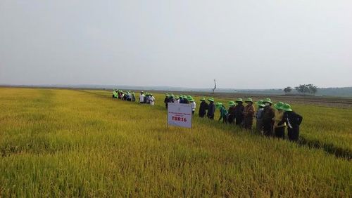  Công ty TNHH ThaiBinh Seed miền Trung - Tây Nguyên triển khai mô hình giống lúa nước chất lượng cao TBR16 tại xã Đak Đoa vụ Đông Xuân 2025-2026. Ảnh: N.D 