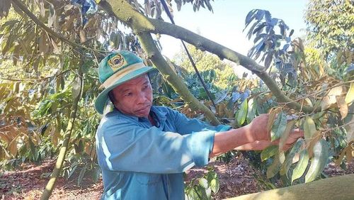  Ông Lê Văn Sức chăm sóc sầu riêng trồng xen trong mô hình sản xuất cà phê thông minh thích ứng với biến đổi khí hậu. Ảnh: N.D 