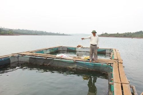  Mô hình nuôi cá lồng trong lòng hồ thủy điện của HTX Nông nghiệp và Dịch vụ Đak Rong ( xã Kon Gang). Ảnh: N.D 