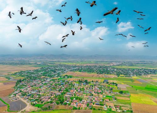 Đàn cò bay ngang qua làng mạc, tạo nên khung cảnh thanh bình trên cao nguyên. Ảnh: Phạm Quý