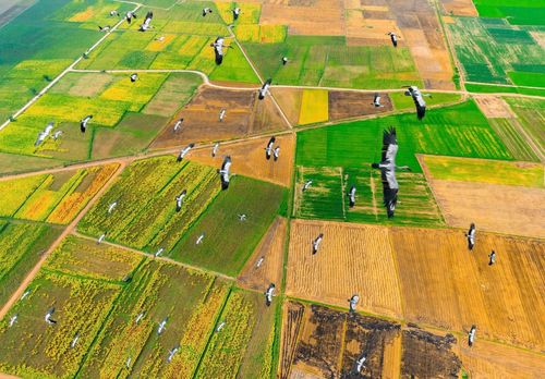 Cò nhạn bay trên những cánh đồng sau mùa gặt. Ảnh: Phạm Quý