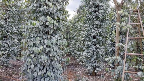 Nhiều nông dân phía Tây Lâm Đồng rửa vườn hồ tiêu bằng vôi tôi để phòng, chống bệnh cho hồ tiêu