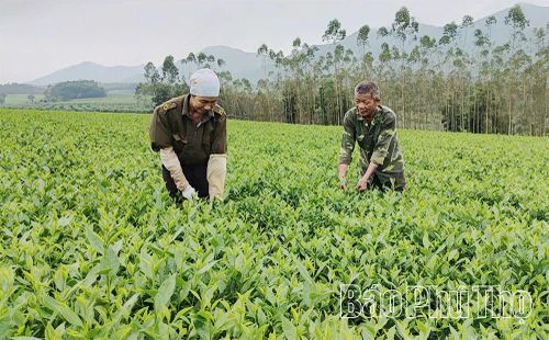 Thành viên HTX sản xuất, chế biến chè Đá Hen, xã Đồng Lương thu hái chè nguyên liệu theo tiêu chuẩn an toàn.
