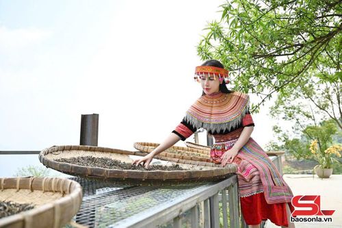 Du khách trải nghiệm chế biến chè shan tuyết cổ thụ tại Tà Xùa.
