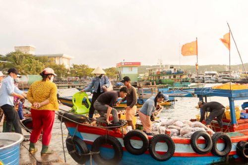Hoạt động tại cảng diễn ra liên tục nhưng có sự phối hợp quen thuộc. Người phân loại cá, người cân hàng, người vận chuyển đá lạnh và hải sản lên xe. Ảnh: Lữ Duy Tường