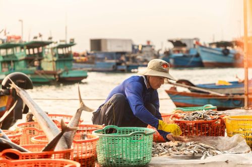Phần lớn công việc được thực hiện nhanh để đảm bảo độ tươi của hàng hóa sau khi tàu cập bến. Ảnh: Lữ Duy Tường