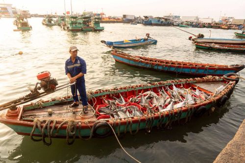 Cảng cá An Thới là một trong những nơi thể hiện rõ nhịp sinh hoạt thường nhật của cư dân địa phương ở Phú Quốc. Ảnh: Lữ Duy Tường