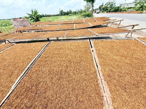 Thuốc lá phải phơi đủ nắng, khi nào sợi thuốc khô kiệt, chuyển màu nâu sẫm, nâu hạt cau hoặc vàng có mùi thơm là được mẻ thuốc