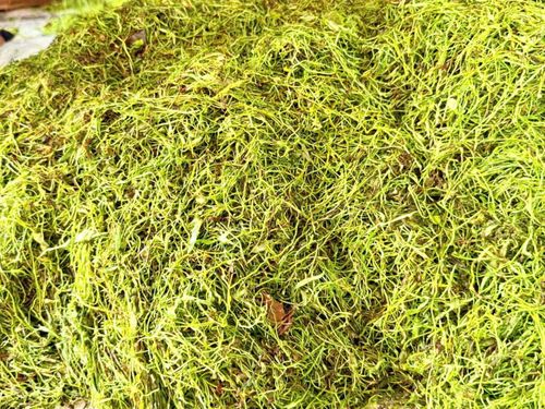 Thuốc sợi đẹp, vị đượm, êm say một phần phụ thuộc vào công đoạn thái