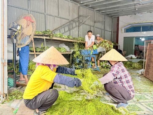 Khi thấy cuộn thuốc vàng ruộm thì tiến hành thái. Những cây thuốc lớn được người dân thái thủ công hoặc thái bằng máy