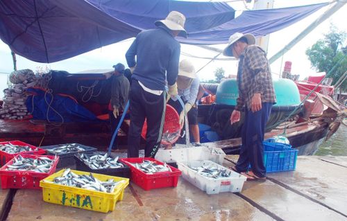 Đà Nẵng đang triển khai đồng bộ nhiều giải pháp mạnh nhằm siết chặt quản lý và xử lý nghiêm các hành vi vi phạm IUU.