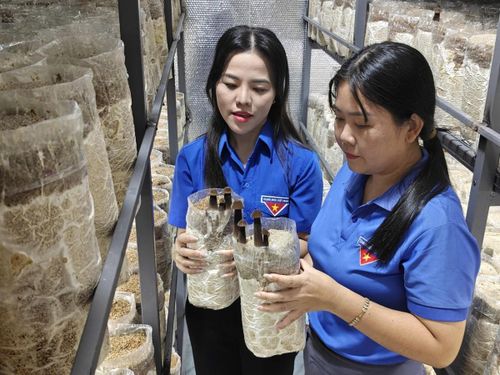 Thành công bước đầu từ mô hình nấm mối đen của chị Nguyễn Thị Thủy đã mở ra hướng đi mới cho thanh niên tại nhiều địa phương