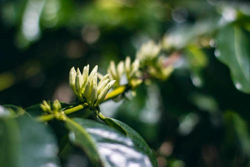  Hiện nay, cây cà phê vẫn được trồng bằng cách ươm hạt là chủ yếu. Ảnh: H.A. 