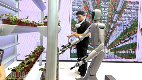 Robot hình người ứng dụng trong lĩnh vực nông nghiệp, với những kỹ thuật có độ khó cao như hái dâu tây.