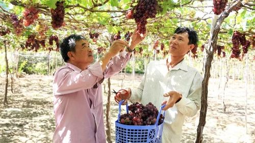 Cây nho trên vùng đất khu vực phía nam tỉnh Khánh Hòa tiếp tục cho sản lượng cao so với các loại cây trồng truyền thống khác.
