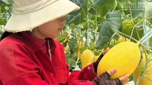  Nhờ áp dụng công nghệ tiên tiến trong sản xuất, mỗi năm, nông trại Chapor Farm thu hoạch hàng trăm tấn dưa lưới đạt tiêu chuẩn cao, đáp ứng yêu cầu khắt khe của thị trường. 