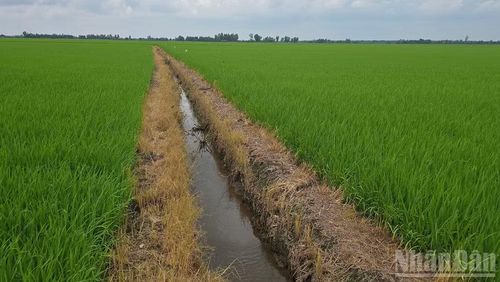 Tỉnh An Giang đang hướng đến nền nông nghiệp sạch xanh.
