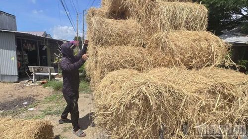 Một nông dân xã Chợ Mới mua rơm cuộn về ủ trồng rau.