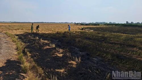 Một vụ đốt rơm trên đồng ở phường Vĩnh Tế và Công an phường đã dập tắt kịp thời không để cháy lan sang các ruộng lúa chưa thu hoạch.
