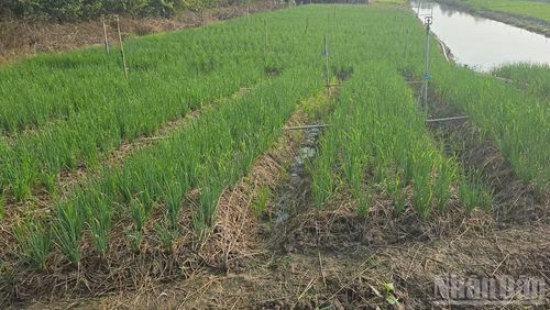 Nông dân dùng rơm ủ tạo nguồn phân sạch trồng rau màu.