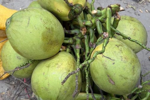 Bạn nên uống nước dừa vào buổi sáng. Ảnh: Hoa Linh.