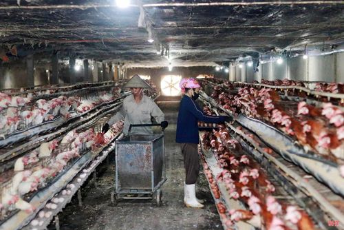 Với các trang trại chăn nuôi quy mô tập trung, Hà Tĩnh có nguồn cung thực phẩm với sản lượng khá lớn.