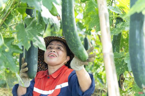 Xã Thạch Lạc là địa phương đã hình thành các vùng sản xuất chuyên canh với sản lượng rau, củ, quả đạt khoảng 1.500 tấn/năm. Ảnh: Nguyễn Trung.