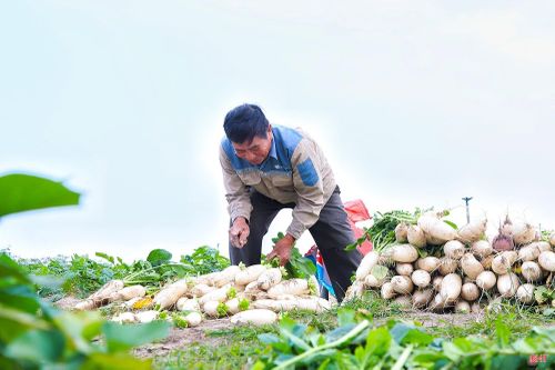 Hà Tĩnh có đa dạng nguồn cung rau - củ - quả với nhiều sản phẩm đạt chứng nhận VietGAP, GlobalGAP, OCOP.