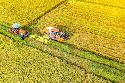 Toàn tỉnh có hơn 104.000 ha gieo cấy lúa với sản lượng khoảng 585.000 tấn/năm.