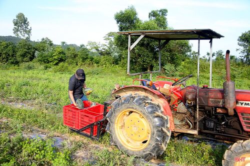 Để giảm sức lao động, một số hộ dân dùng máy cày để thu hoạch dưa thay vì gánh như trước.