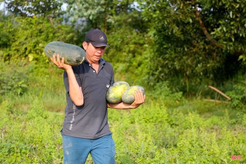 Gia đình ông Cao Văn Toán (thôn 7, xã Nghi Xuân) đã thu hoạch được 5/10 tấn dưa.