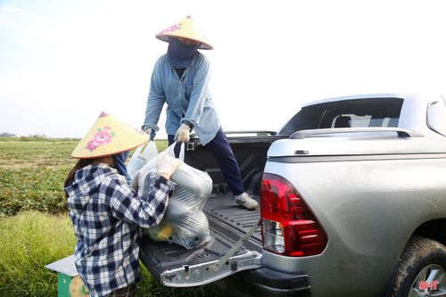 Nhu cầu tăng cao, dưa hấu đầu mùa đang được các thương lái thu mua từ 8.000 – 10.000 đồng/kg tùy loại, cao hơn 20% so với những năm trước.