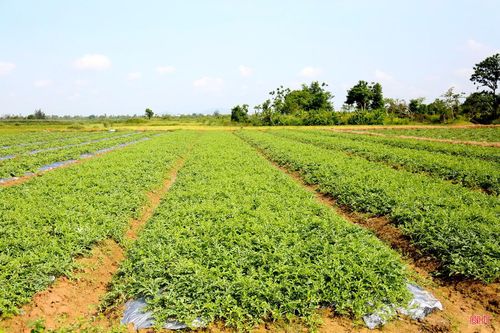 Xã Nghi Xuân được xem là “vựa” dưa hấu lớn nhất tỉnh, có diện tích trên 30 ha với hơn 50 hộ tham gia. Đây là loại cây dễ trồng, phù hợp với thổ nhưỡng, khí hậu của địa phương.