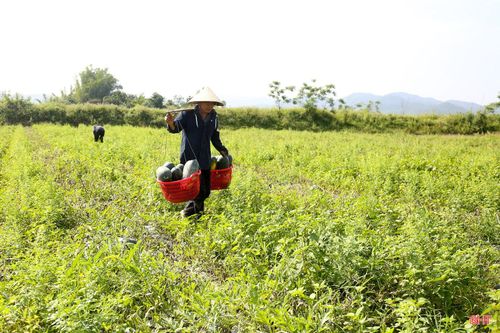 Được biết, người dân xuống giống dưa hấu theo từng đợt để dễ dàng chăm sóc và thuận lợi cho việc thu hoạch. Mùa thu hoạch trùng thời điểm mùa hè (từ tháng 5 đến tháng 7), thời tiết nắng nóng nên rất dễ bán, mang lại thu nhập khá cao cho người dân.