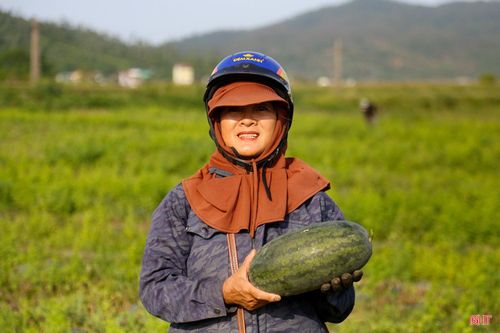 Vụ dưa được mùa, giá cao nên bà con nông dân phấn khởi.