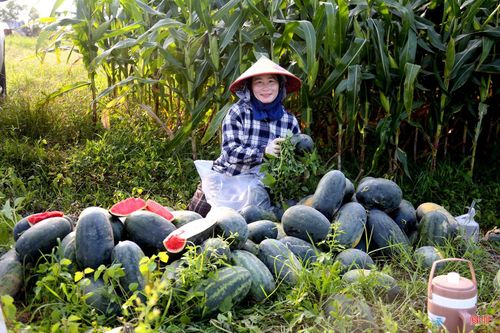 Theo người dân, thời tiết năm nay nắng nhiều, mưa ít thích hợp cho dưa hấu phát triển, nhất là tại vùng đất bồi pha cát ven sông Lam cho năng suất, sản lượng tốt.