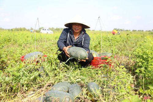 Ông Hoàng Bá Biên (thôn 7, xã Nghi Xuân) cho biết: "Những ngày qua, mặc dù nắng nóng nhưng vợ chồng tôi vẫn ra đồng thu hoạch dưa hấu để đáp ứng nhu cầu thị trường. Với diện tích hơn 3 mẫu, hiện gia đình tôi đã thu hoạch được hơn 2 tấn, mang về thu nhập đáng kể".
