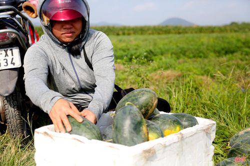 Dưa hấu được các thương lái thu mua ngay tại chân ruộng.