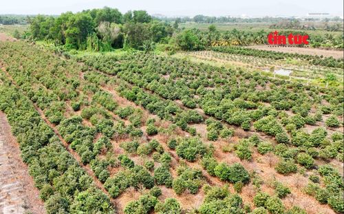 Việc xây dựng hệ số điều chỉnh giá đất tại TP Hồ Chí Minh để cập nhật sát hơn với biến động thực tế của thị trường bất động sản.