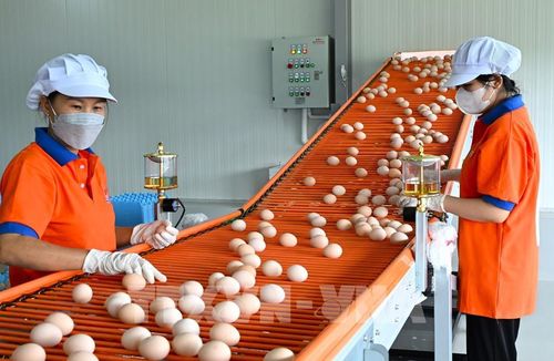 Công nhân làm việc tại nhà máy sản xuất trứng gà hồng công nghệ cao MebiFarm. Ảnh: Hương Giang – TTXVN