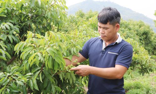 Vườn vải nhà ông Lý Văn Trí, thôn Chay (xã Lục Ngạn) - một trong những hộ nằm trong vùng được cấp mã số để xuất khẩu đang trong giai đoạn vào cùi, dự kiến giữa tháng 6 cho thu hoạch. 